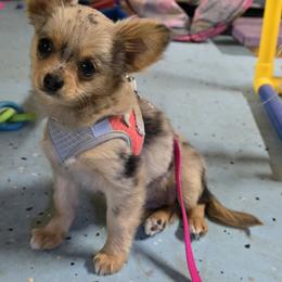 Oma - Blue merle female Chihuahua puppy in Clinton, Missouri from Rocky Top Hearts