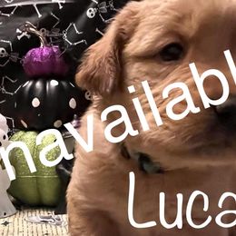 Golden Retriever Puppies from A1 Supreme Kennels