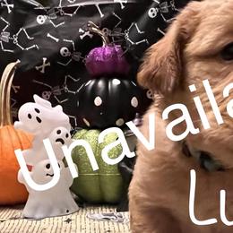 Golden Retriever Puppies from A1 Supreme Kennels
