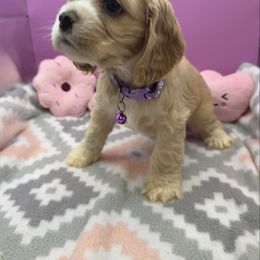 Buttercup - Buff and white female Cocker Spaniel puppy in Claremore, Oklahoma from BRX Country Cockers LLC