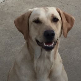 Labrador Retrievers from Crosbear Kennel