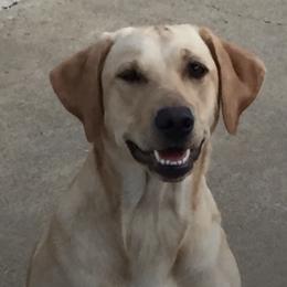 Labrador Retrievers from Crosbear Kennel