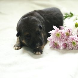 German Shepherd Puppies from Milestone GSDs