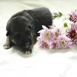 German Shepherd Puppies from Milestone GSDs