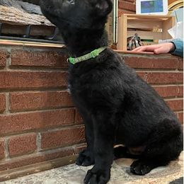 German Shepherd Puppies from Stonewick German Shepherds