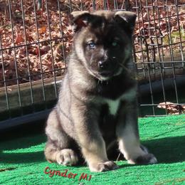 Cynder Male 1 - Agouti and white male Siberian Husky puppy in Hiawassee, Georgia from Chastains Huskies