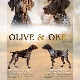 Boy 1 - White and liver male German Shorthaired Pointer puppy in Payneville, Kentucky from Roan Point Kennel