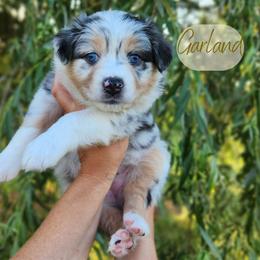 Garland - The Songbird - Blue merle female Australian Shepherd puppy in Pittsville, Wisconsin from Match Dot Pup