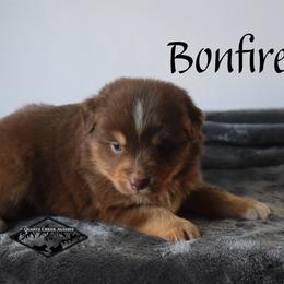 Bonfire - Red tri male Miniature Australian Shepherd puppy in Cody, Wyoming from Quartz Creek Aussies