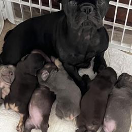 French Bulldog, Golden Retriever, and Shetland Sheepdog Puppies from Az K9 Companions