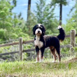 River - Bernedoodle