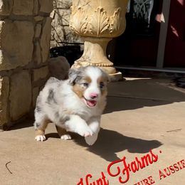 Australian Shepherd, Miniature Australian Shepherd, and Toy Australian Shepherd Puppies from Hunt Farms Mini Aussies