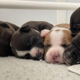 Staffordshire Bull Terrier Puppies from Neverland Staffords