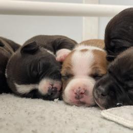Staffordshire Bull Terrier Puppies from Neverland Staffords