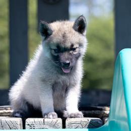 Dauphine - Wolf sable female Pomsky puppy in Meredith, New Hampshire from New World Pomskies
