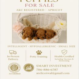 Poodle Puppies from Red toy poodles