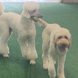 French Bulldogs and Goldendoodles from Paw Palace of Atlanta