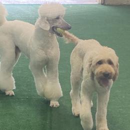French Bulldogs and Goldendoodles from Paw Palace of Atlanta