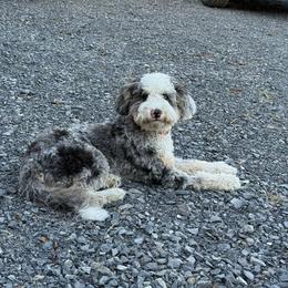 Bernedoodle Puppies from NLB Mini Bernedoodles
