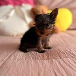 Daisy - Blue and gold female Yorkshire Terrier puppy in Los Angeles, California from Munoz yorkies