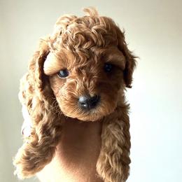 July - Red female Cavapoo puppy in Greenville, South Carolina from Reedy River Doodles