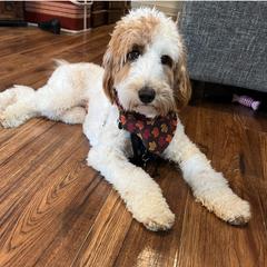 Macy Mae - Goldendoodle