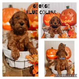 Boy 1 - Goldendoodle puppy in Needville, Texas from Dolly Doodles TX