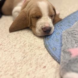 Mario- Red Collar - Red and white male Basset Hound puppy in Park City, Kansas from Stegmans Basset Hounds
