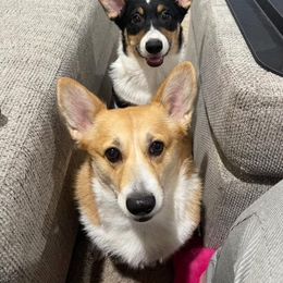 Pembroke Welsh Corgi Puppies from Clearsky Corgis