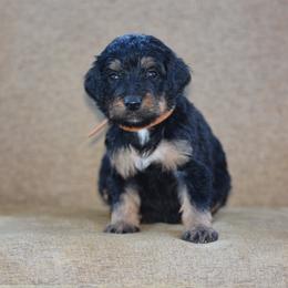 Brown Collar - Phantom male Bernedoodle puppy in Scottsboro, Alabama from Dixie Land Doodles