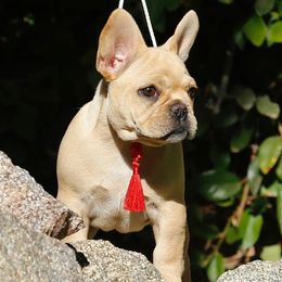 French Bulldogs from Hilary's Frenchies