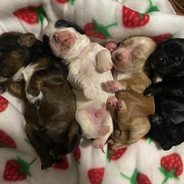 Cocker Spaniel Puppies from Mable meadows Cockers