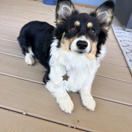 Jo Harvelle (Fluffy) - Black and tan female Pembroke Welsh Corgi puppy in Olathe, Colorado from Rocking LJ Breeding