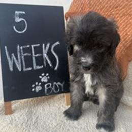 Orange - Grizzle and white male Sheepadoodle puppy in Whittier, California from HOUSE OF DOODLES