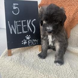 Orange - Grizzle and white male Sheepadoodle puppy in Whittier, California from HOUSE OF DOODLES
