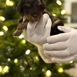 Kanga - Phantom female Goldendoodle puppy in Camden, North Carolina from Oopsie Doodles of NC