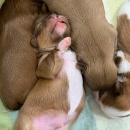 Boy 1 - Red male Shih Tzu puppy in Springfield, Missouri from Lopez Family Tails