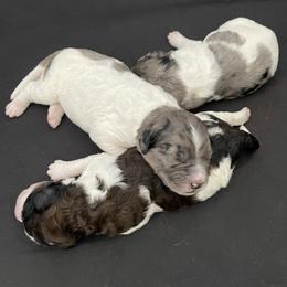 Bernedoodle, Cockapoo, and Goldendoodle Puppies from Avery Doodle Day LLC