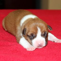 American Staffordshire Terrier Puppies from Diane Guilmette