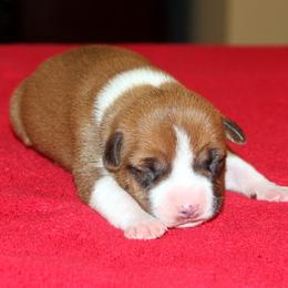 American Staffordshire Terrier Puppies from Diane Guilmette