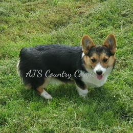 Harlow  - Pembroke Welsh Corgi