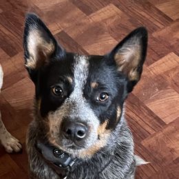 Luna - Australian Cattle Dog