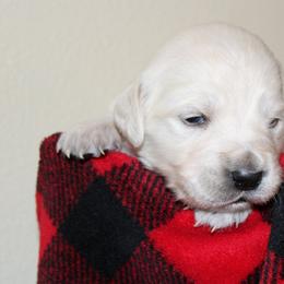 Girl 5 - Light golden female Golden Retriever puppy in Chehalis, Washington from Tradition Golden Retrievers