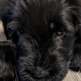 Giant Schnauzers from Princess Vivi Giant Schnauzer