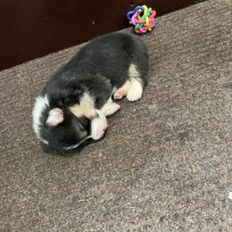 Felicity - Black and tan female Pembroke Welsh Corgi puppy in Morgantown, Pennsylvania from GoldStar Corgis (License Number 18519)