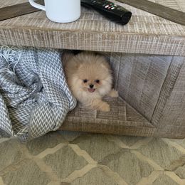 Pomeranian Puppies from Halo Poms