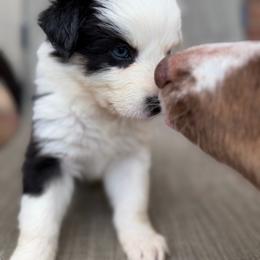 Rolo - Black tri-color male Australian Shepherd puppy in Denton, North Carolina from Double R Farm Aussies