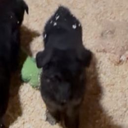 Cindy - Sable female German Shepherd puppy in Hancock, New Hampshire from Kysarah German Shepherds