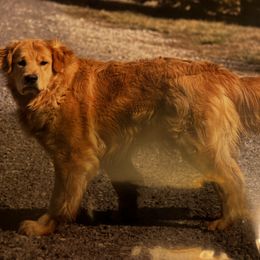 Dexter - Golden Retriever