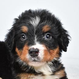 Maple - Black rust and white female Bernese Mountain Dog puppy in Millersburg, California from Smith Farms and Kennels